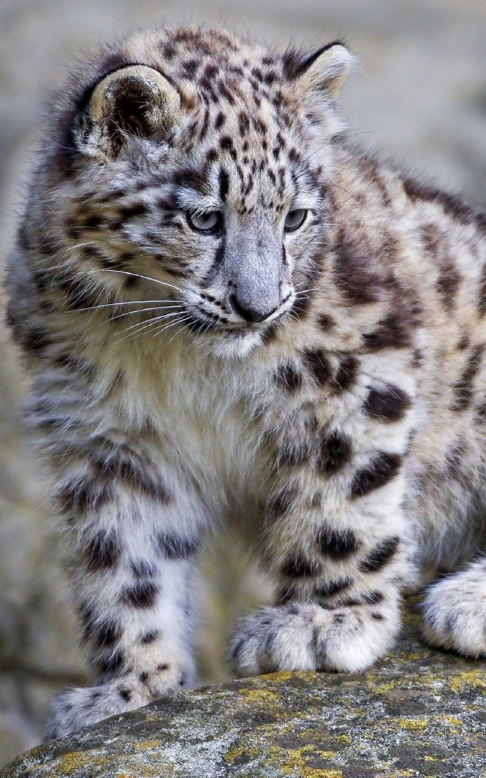 safari for snow leopard 10.6.8